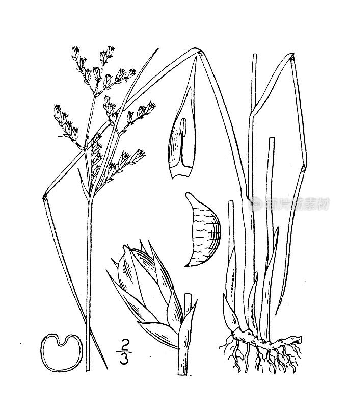 古植物学植物插图:Juncus dichotomus, Forked Rush